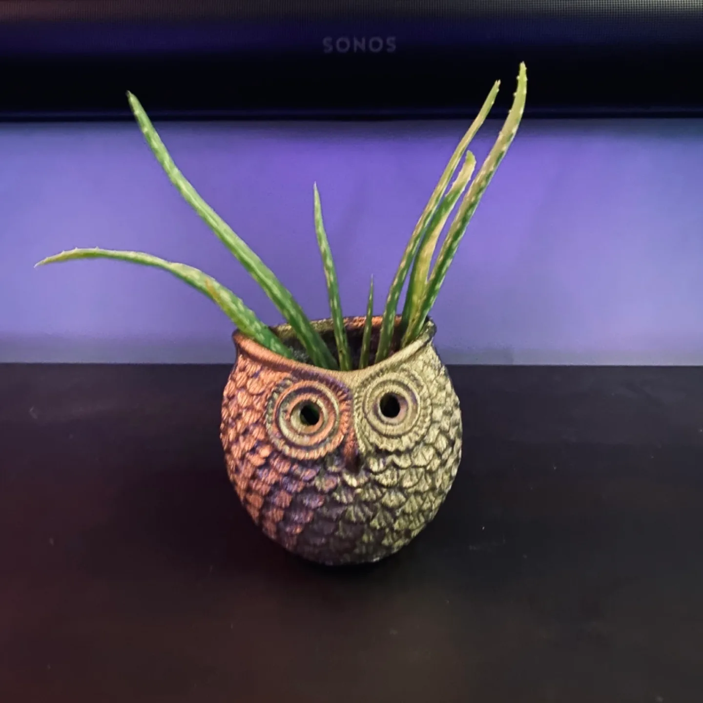 Adorable Owl Planter with Aloe Vera thumbnail