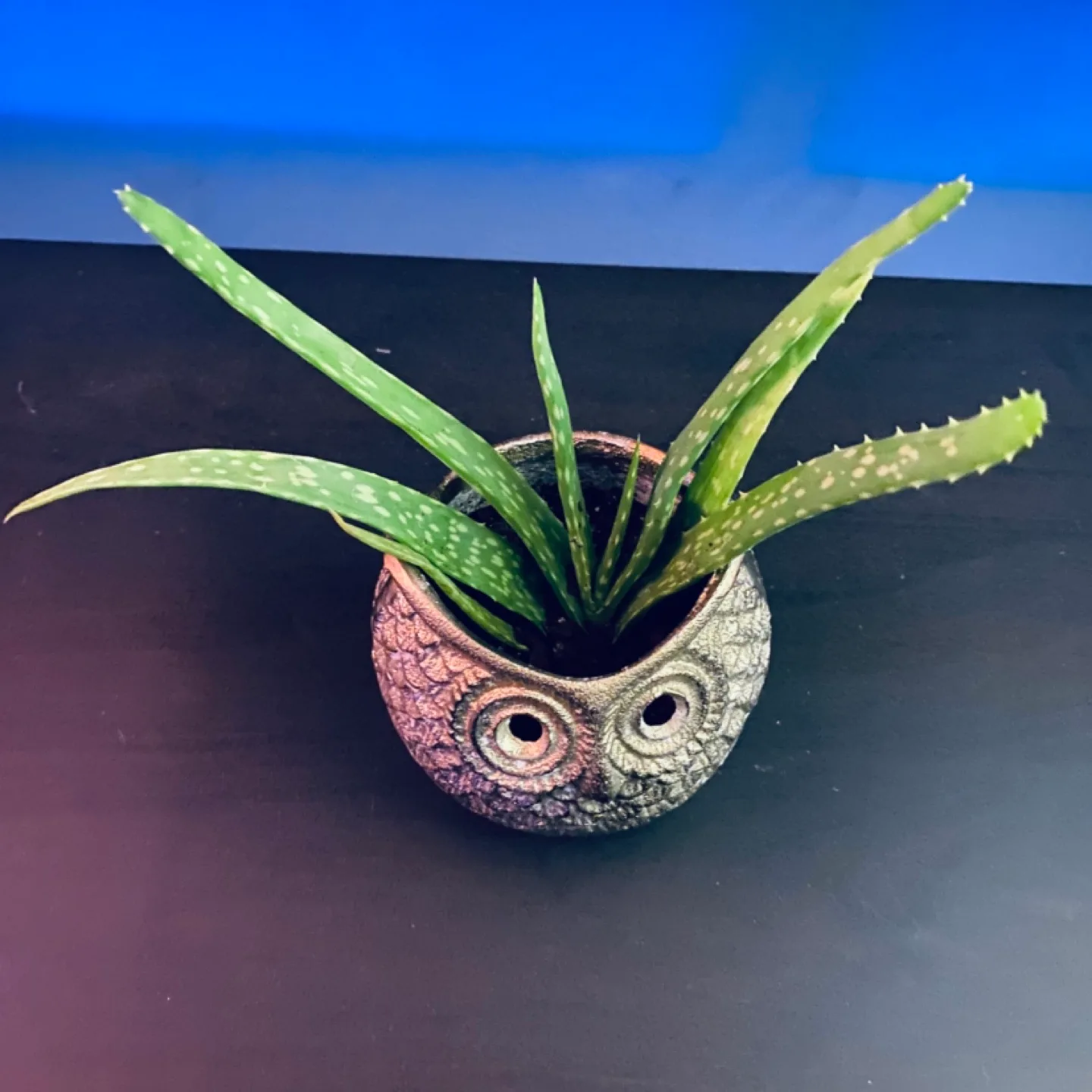 Adorable Owl Planter with Aloe Vera image indicator(2)