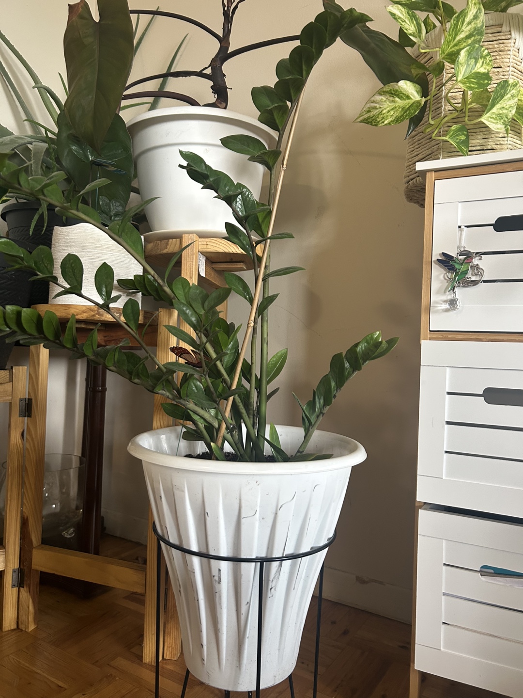 ZZ Plant in White Pot