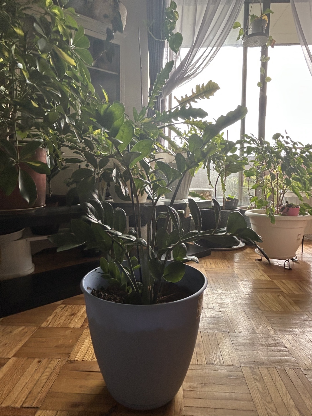 ZZ Plant in Light Blue Pot