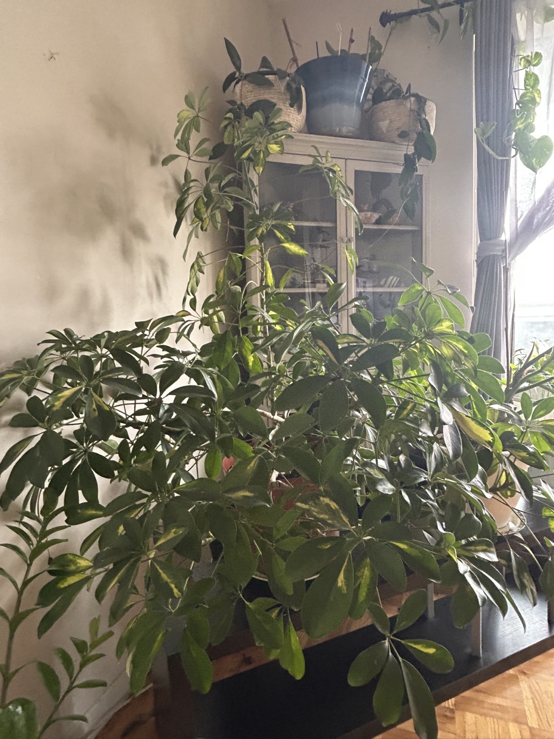 Large Schefflera Arboricola Plant