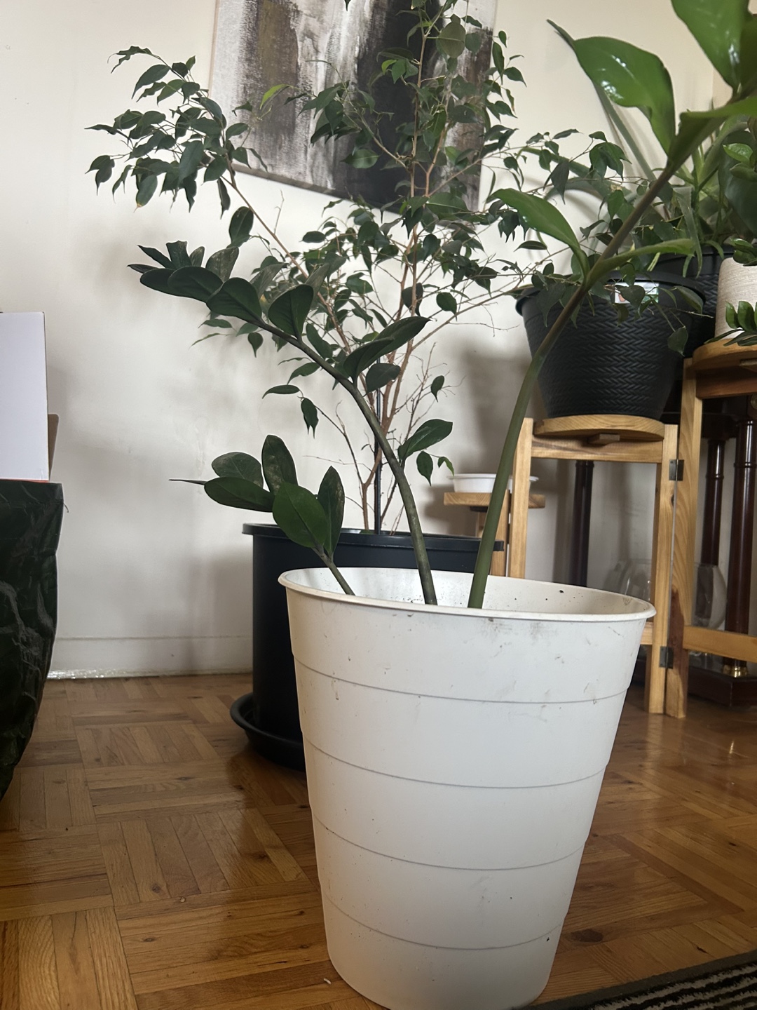 ZZ Plant in White Pot