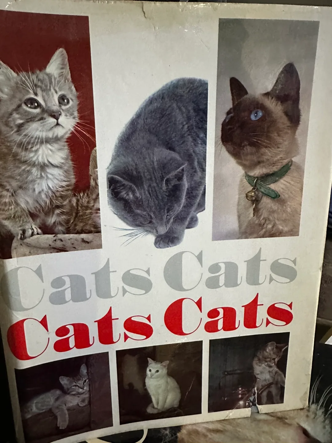 Vintage Cats Book - Cats Cats Cats thumbnail
