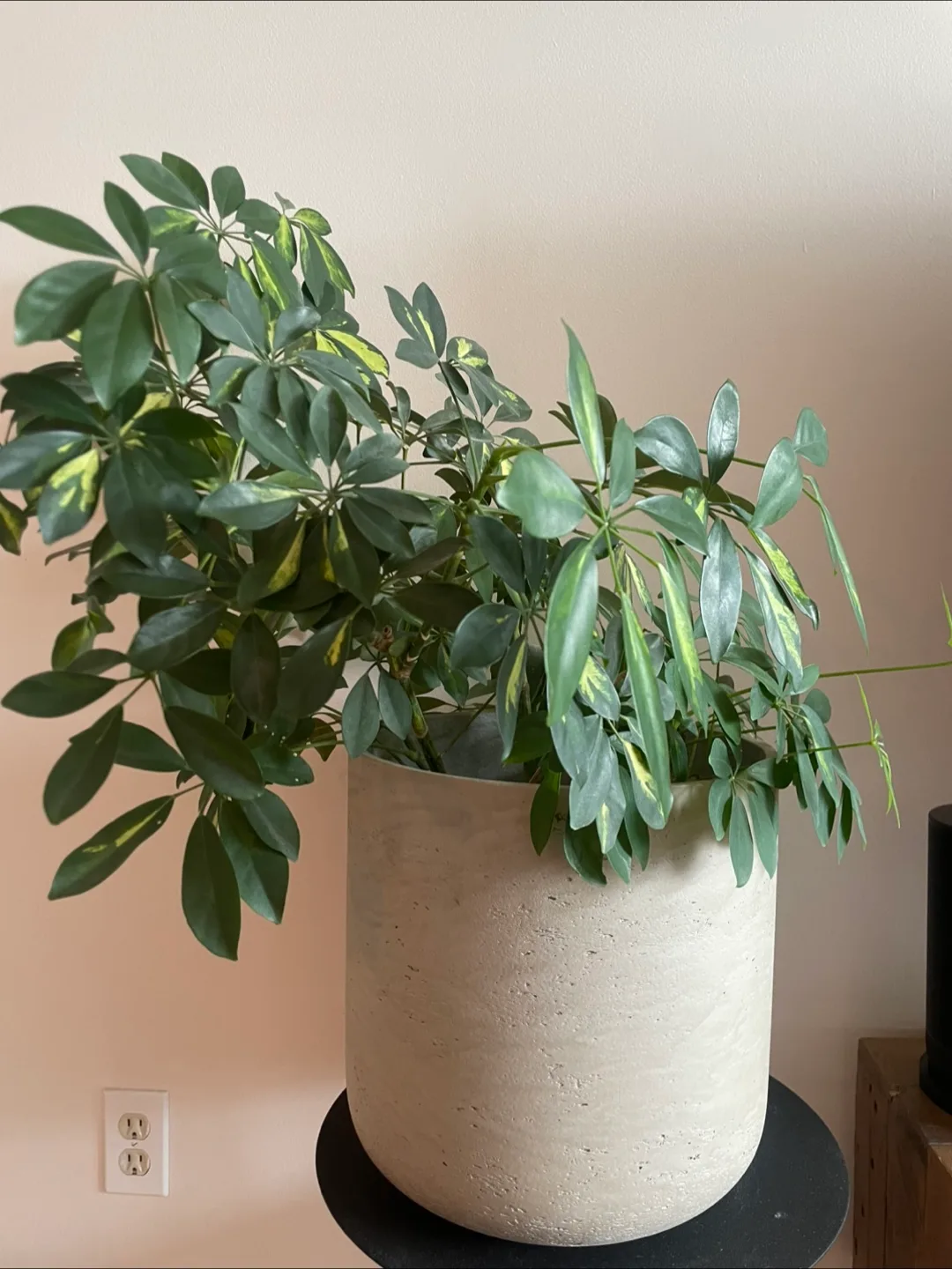 Schefflera Arboricola Plant with Concrete Pot thumbnail
