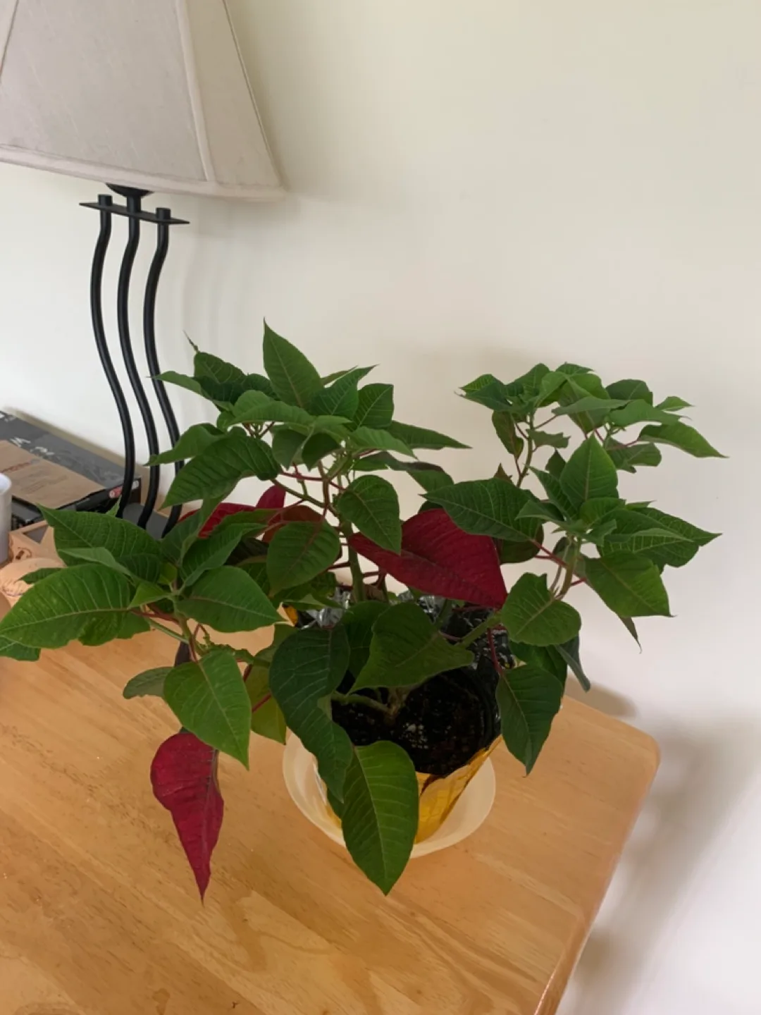 Plant thumbnail