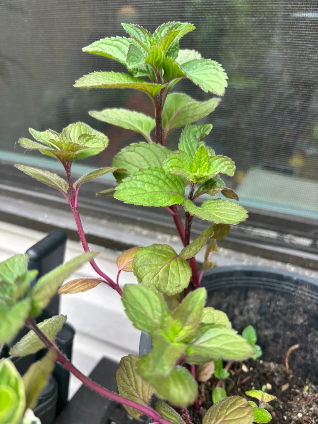 Summer plants. Mint and seedum thumbnail