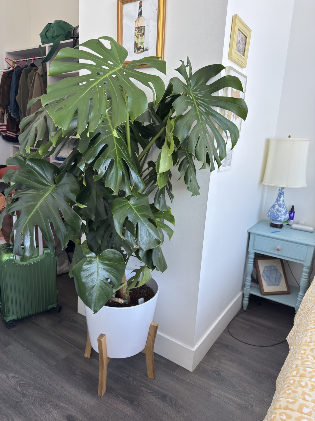 Large Monstera Plant with Pot and Stand - photo 2
