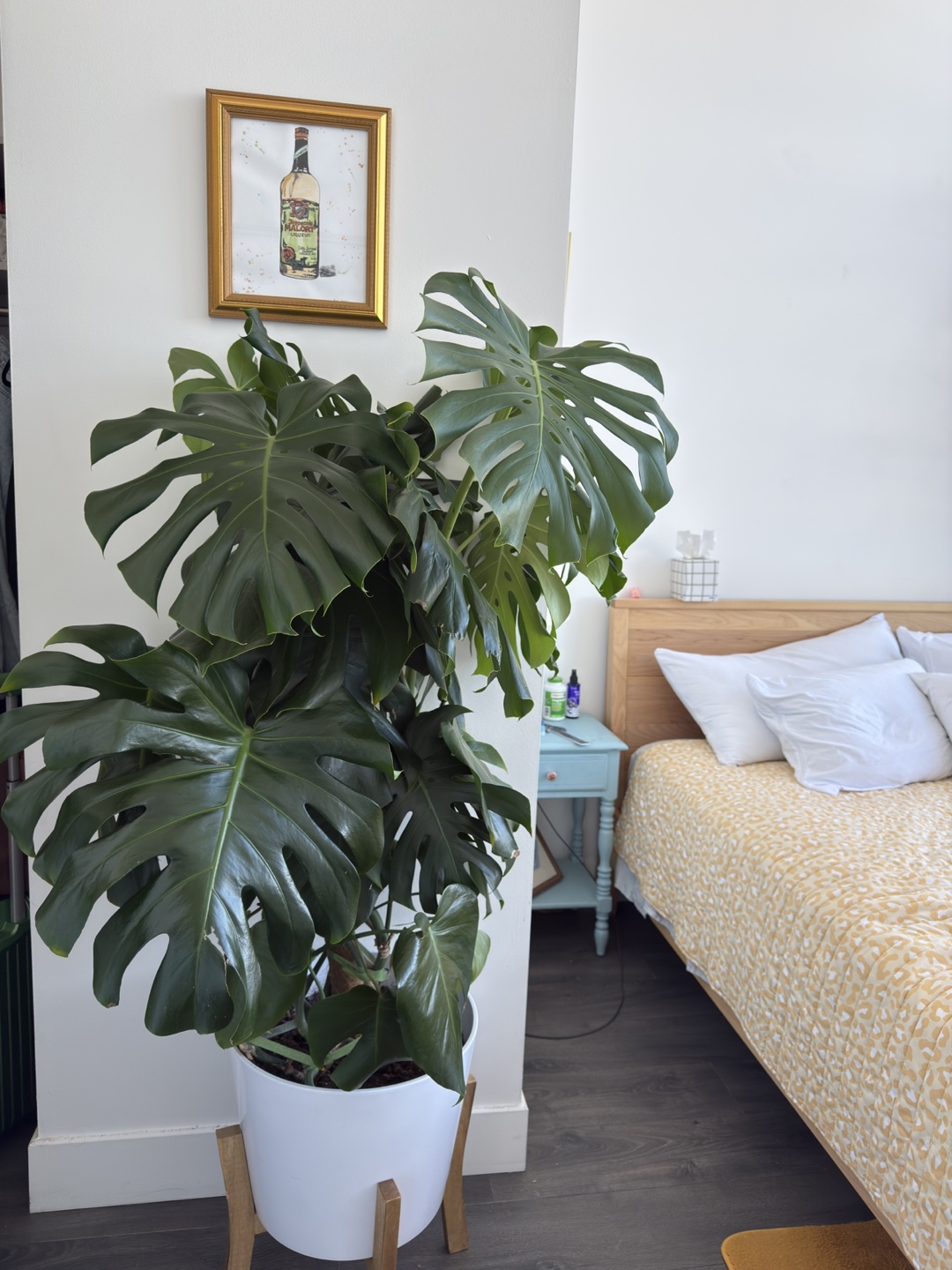 Large Monstera Plant with Pot and Stand