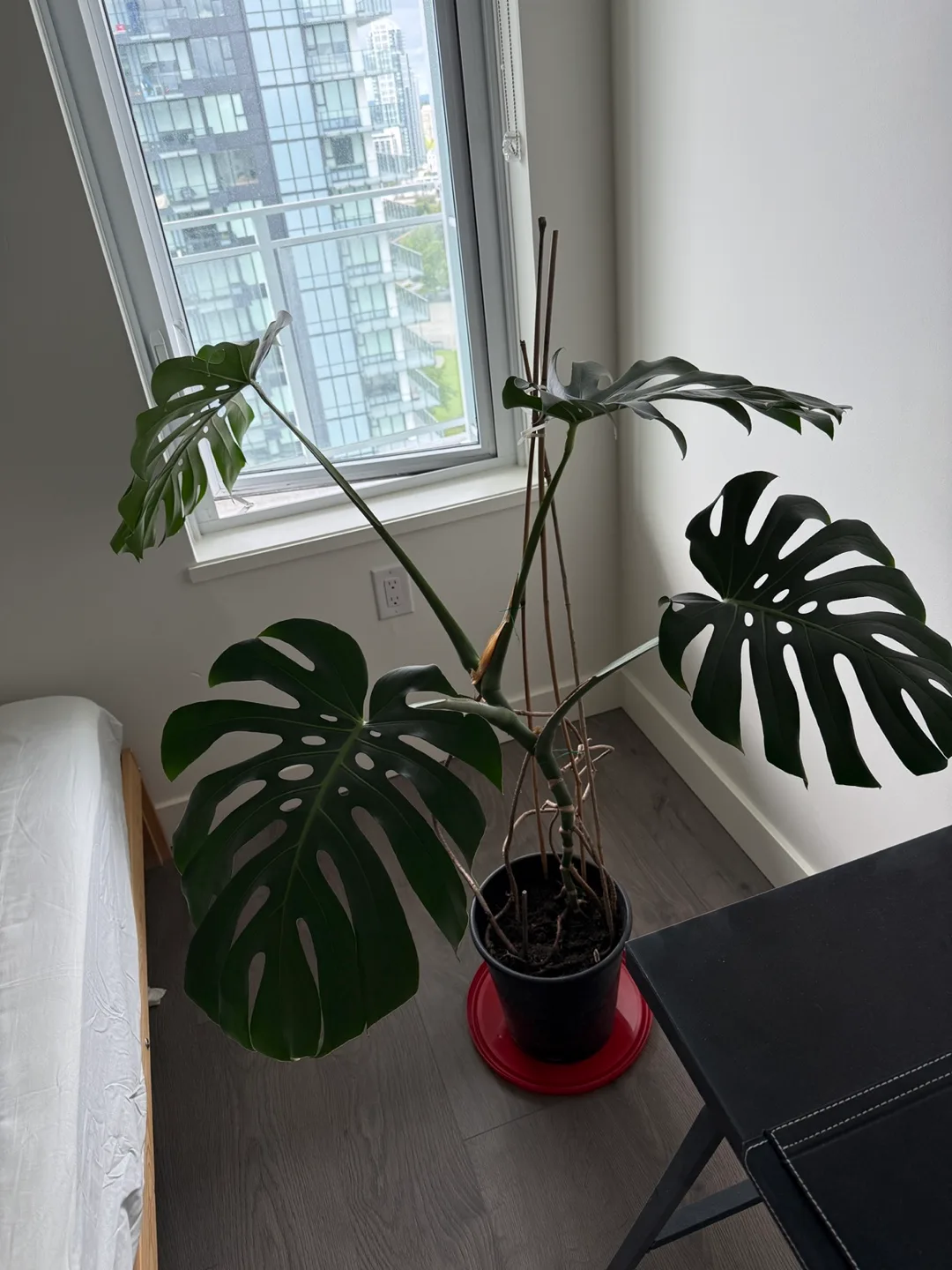 Big Monstera Deliciosa Plant image indicator(2)