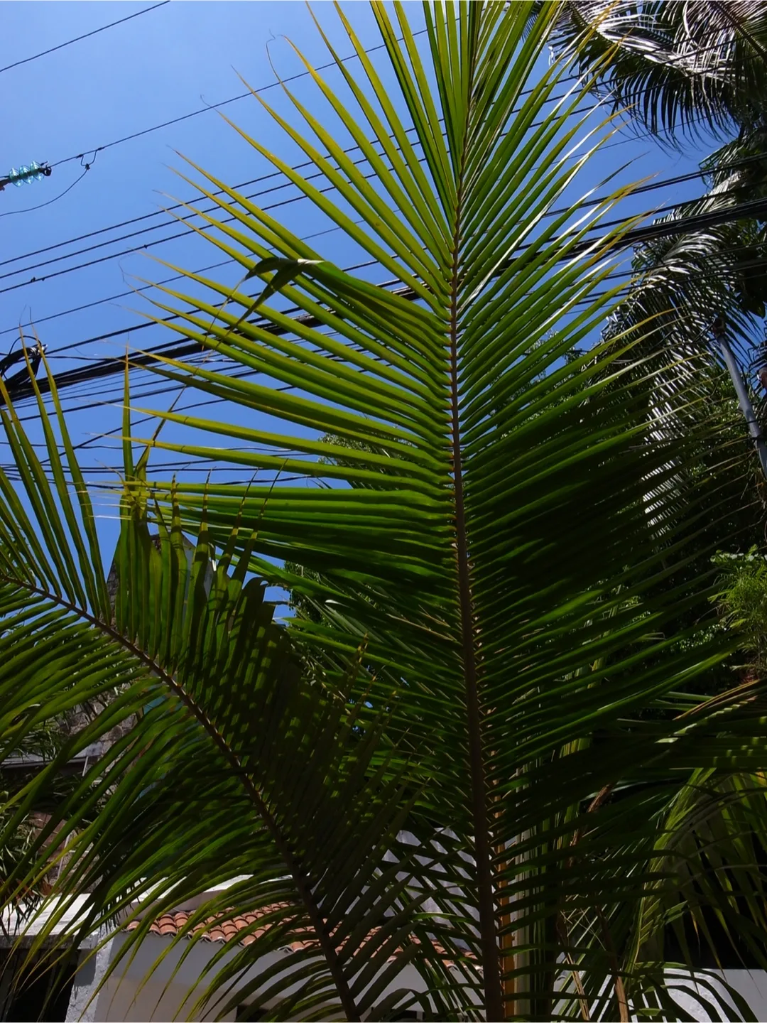 Ricoh GR Digital III Camera image indicator(8)