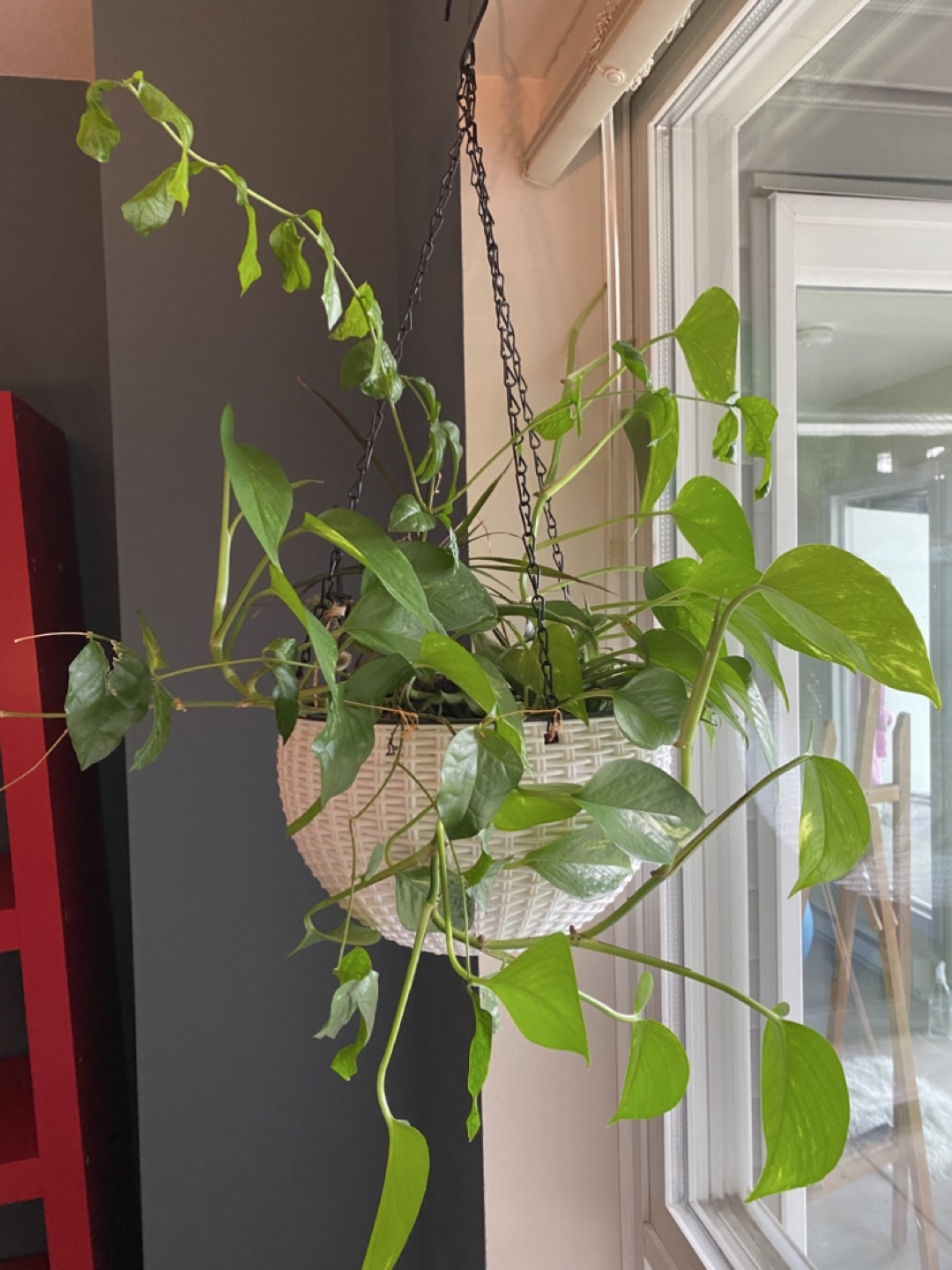 Hanging Plant