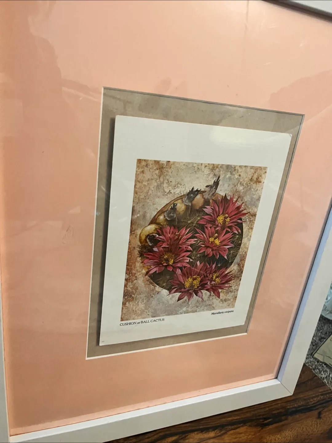 Framed Cushion or Ball Cactus Print image indicator(3)