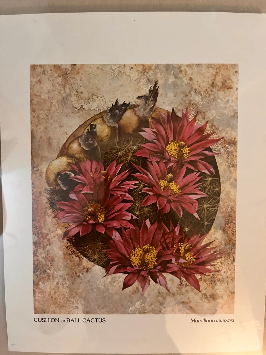 Framed Cushion or Ball Cactus Print image indicator(4)