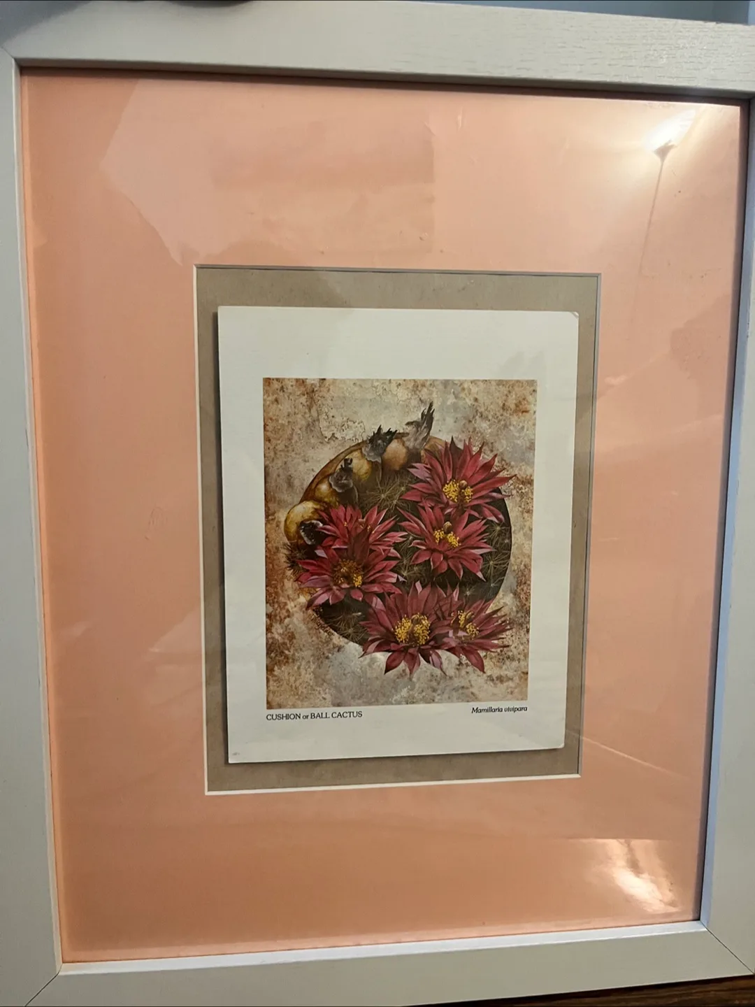 Framed Cushion or Ball Cactus Print image indicator(2)