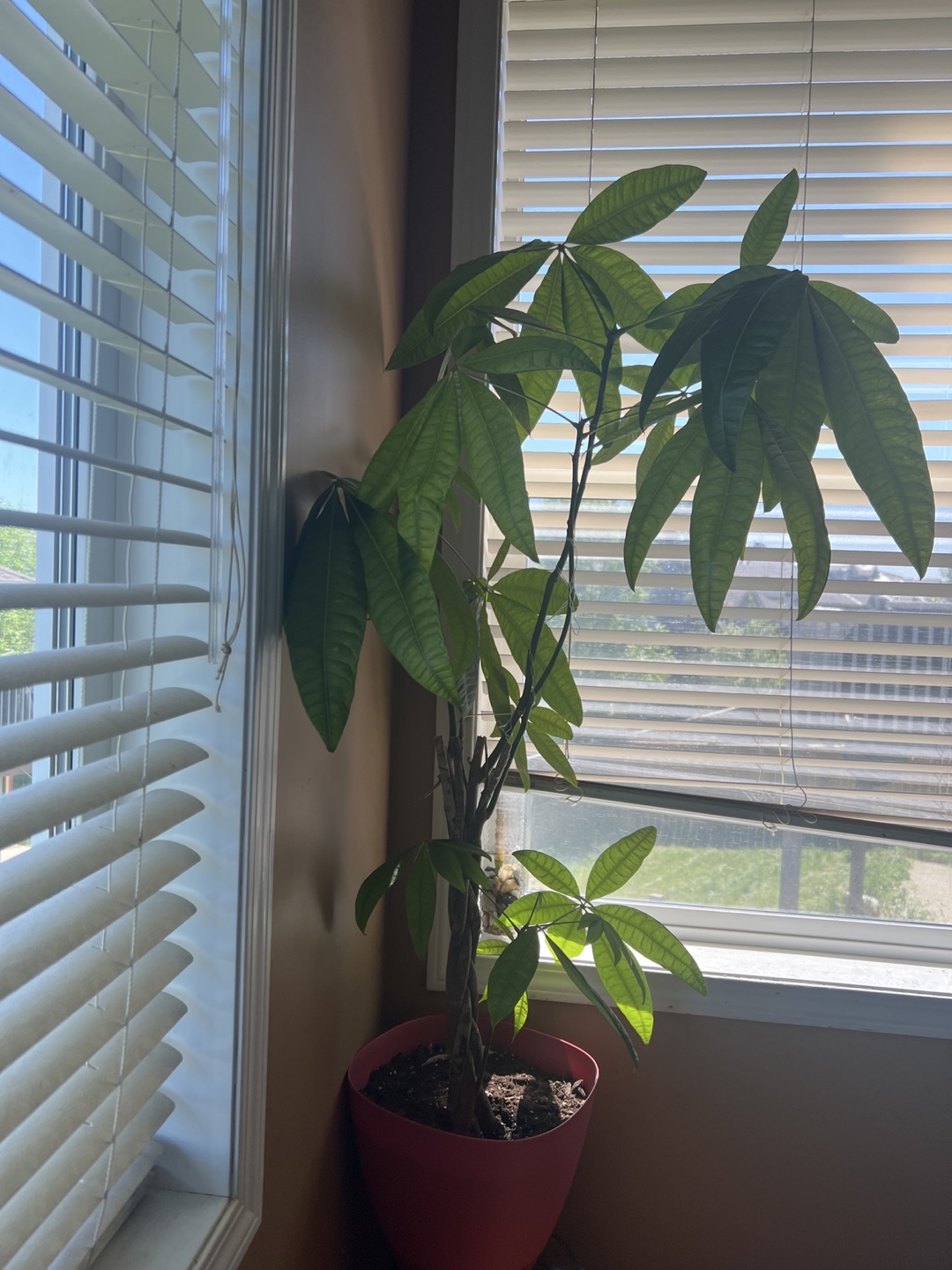 Large Indoor Money Tree Plant