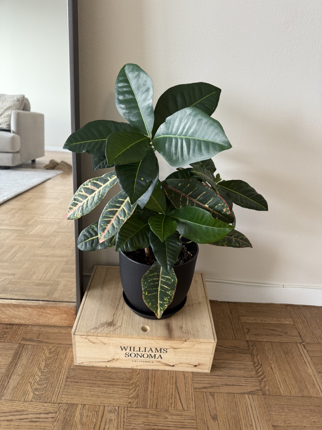 Croton Plant in Black Pot
