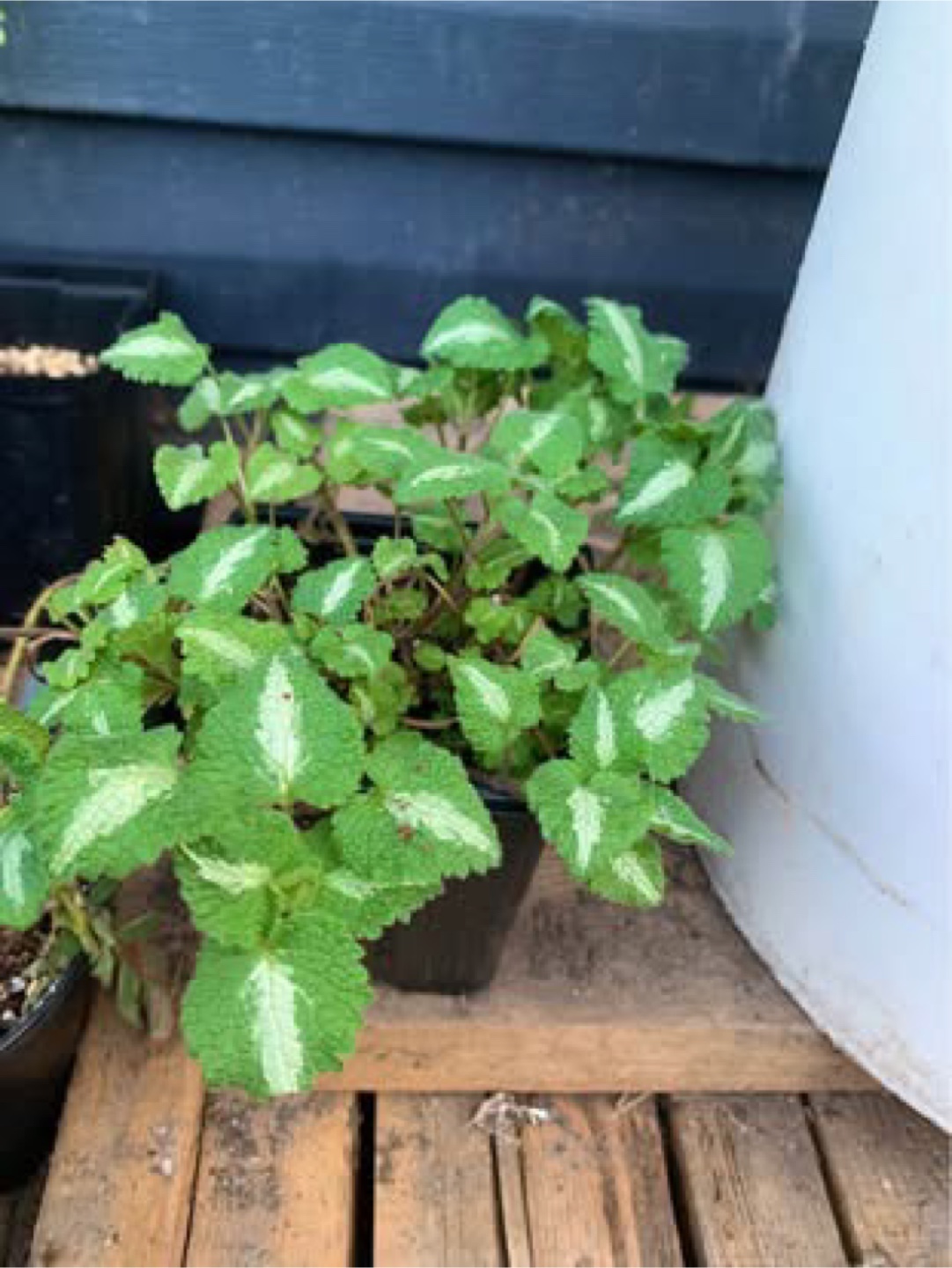 Plant