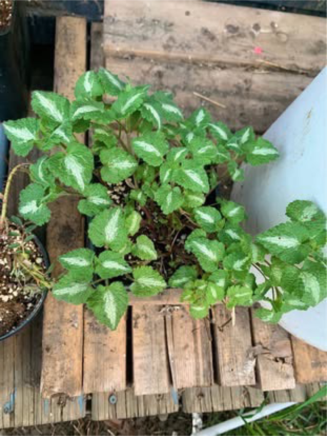 Plant - photo 2