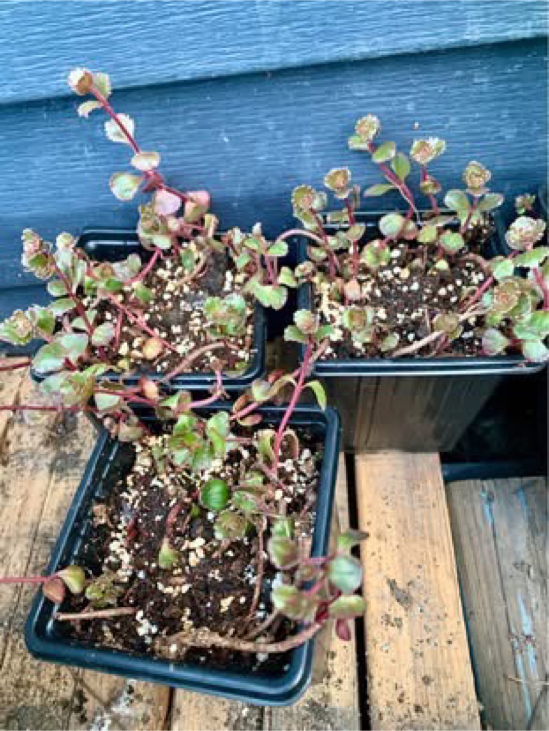 Small Potted Plants for Sale - photo 2