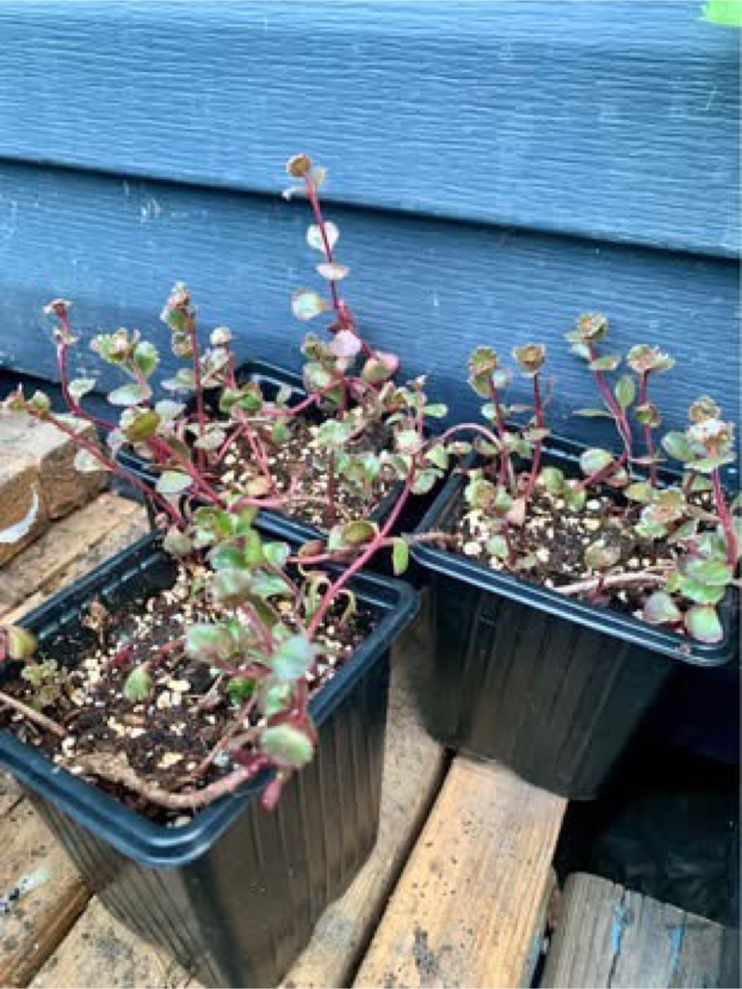 Small Potted Plants for Sale
