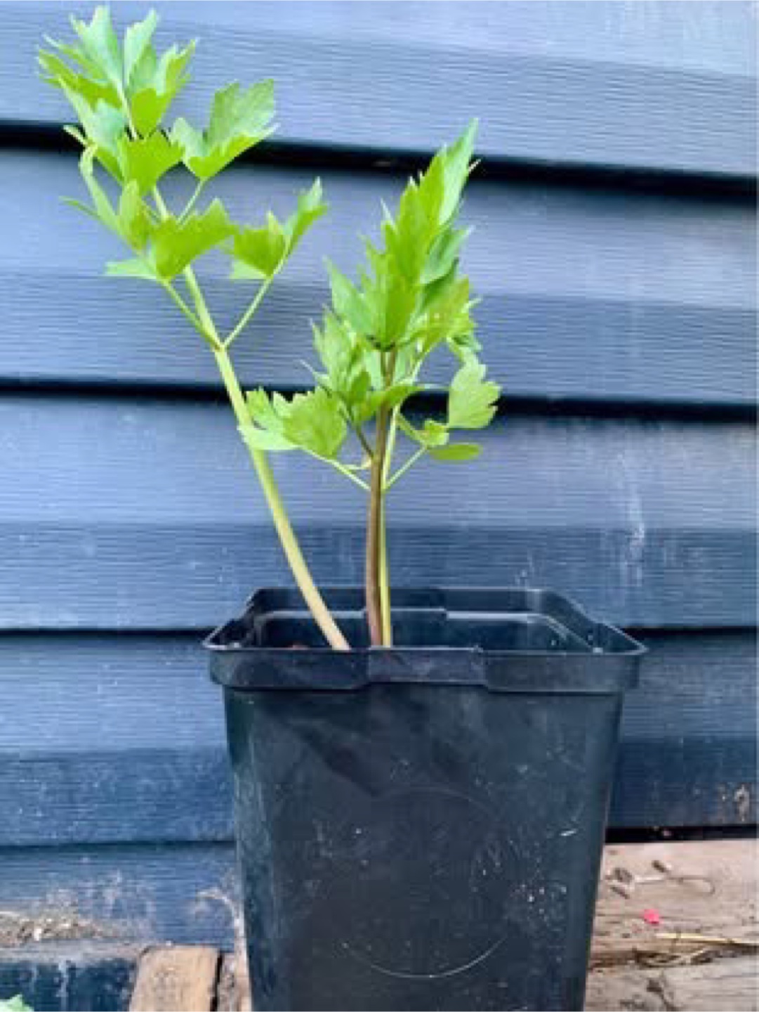 Herb Plant - photo 2