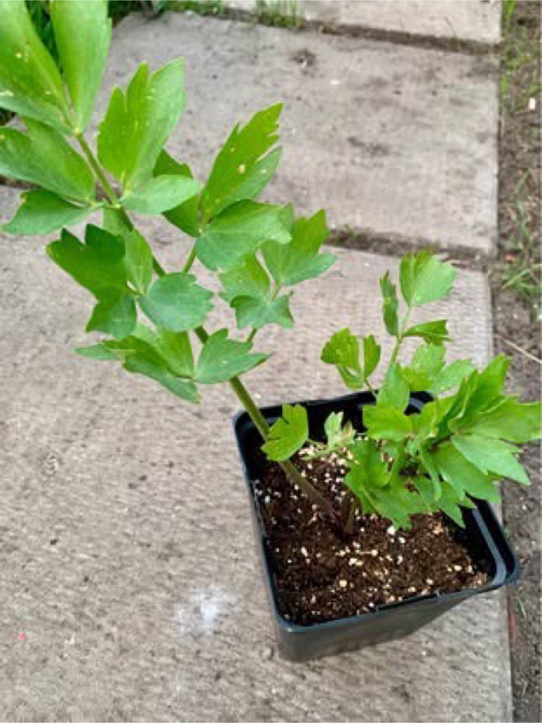 Herb Plant - photo 3
