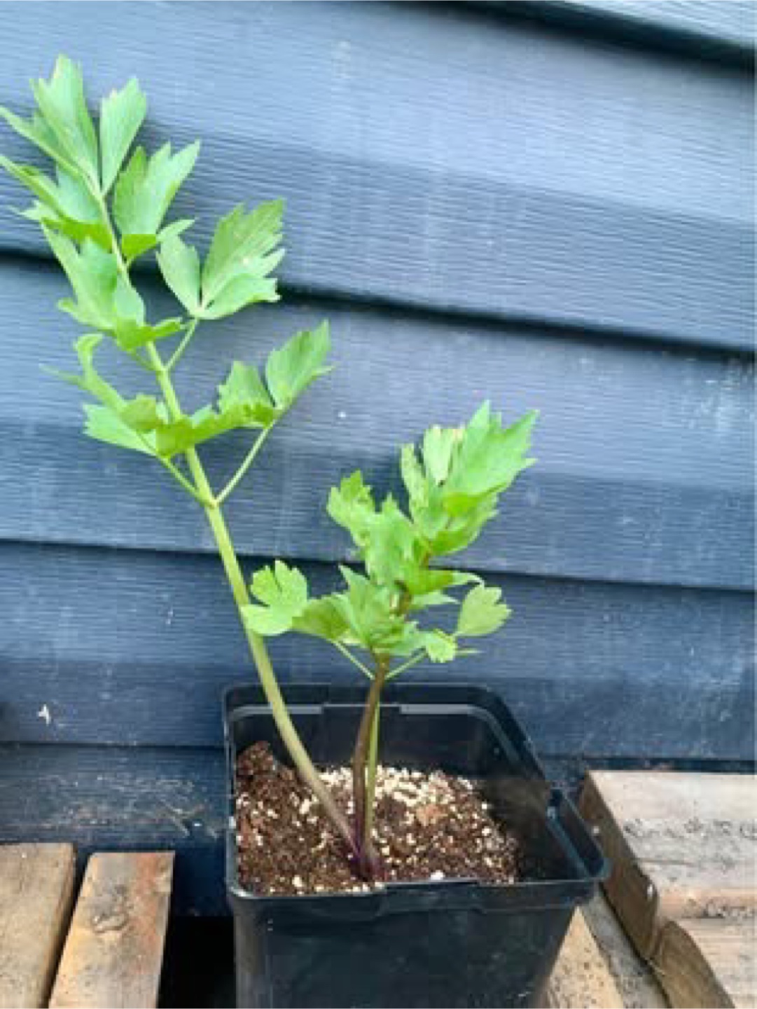 Herb Plant