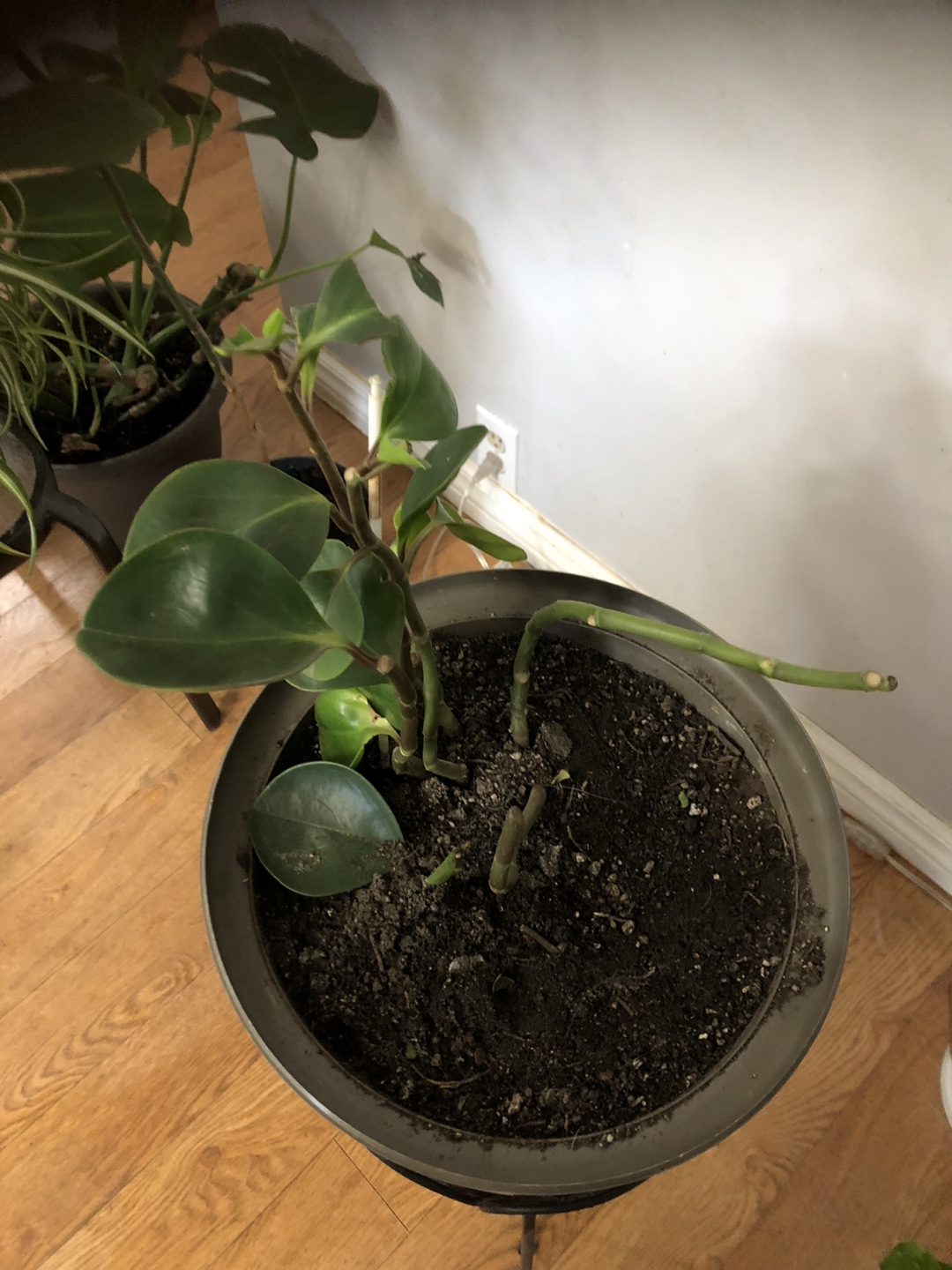 Green plant in pot