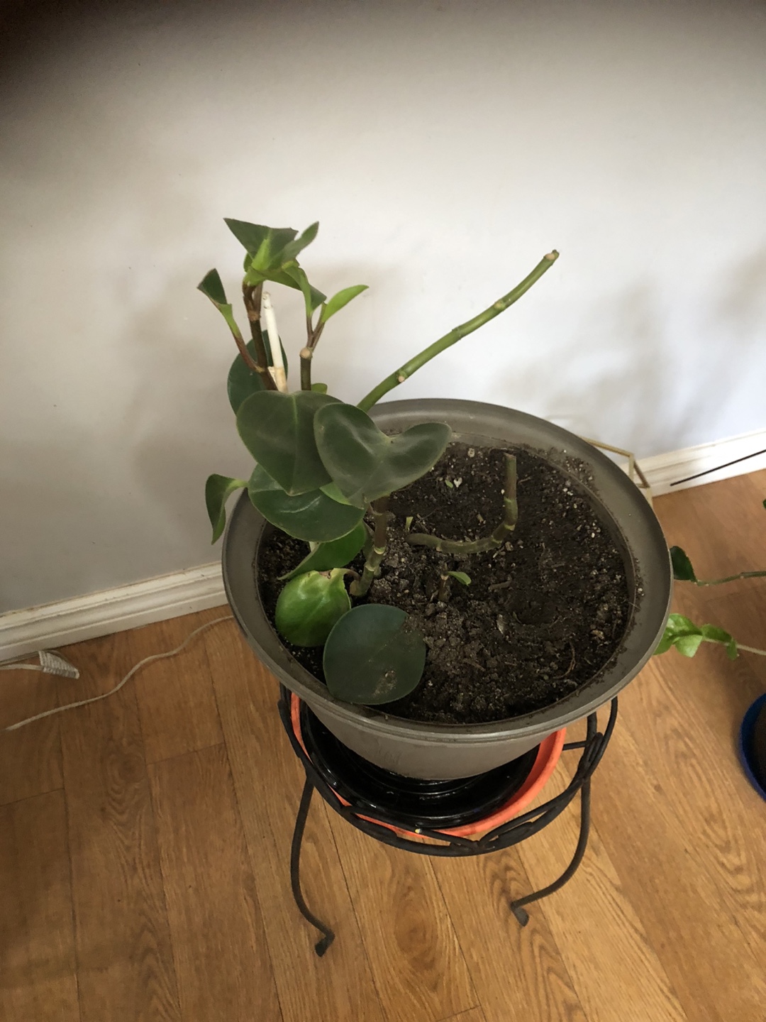 Green plant in pot - photo 2