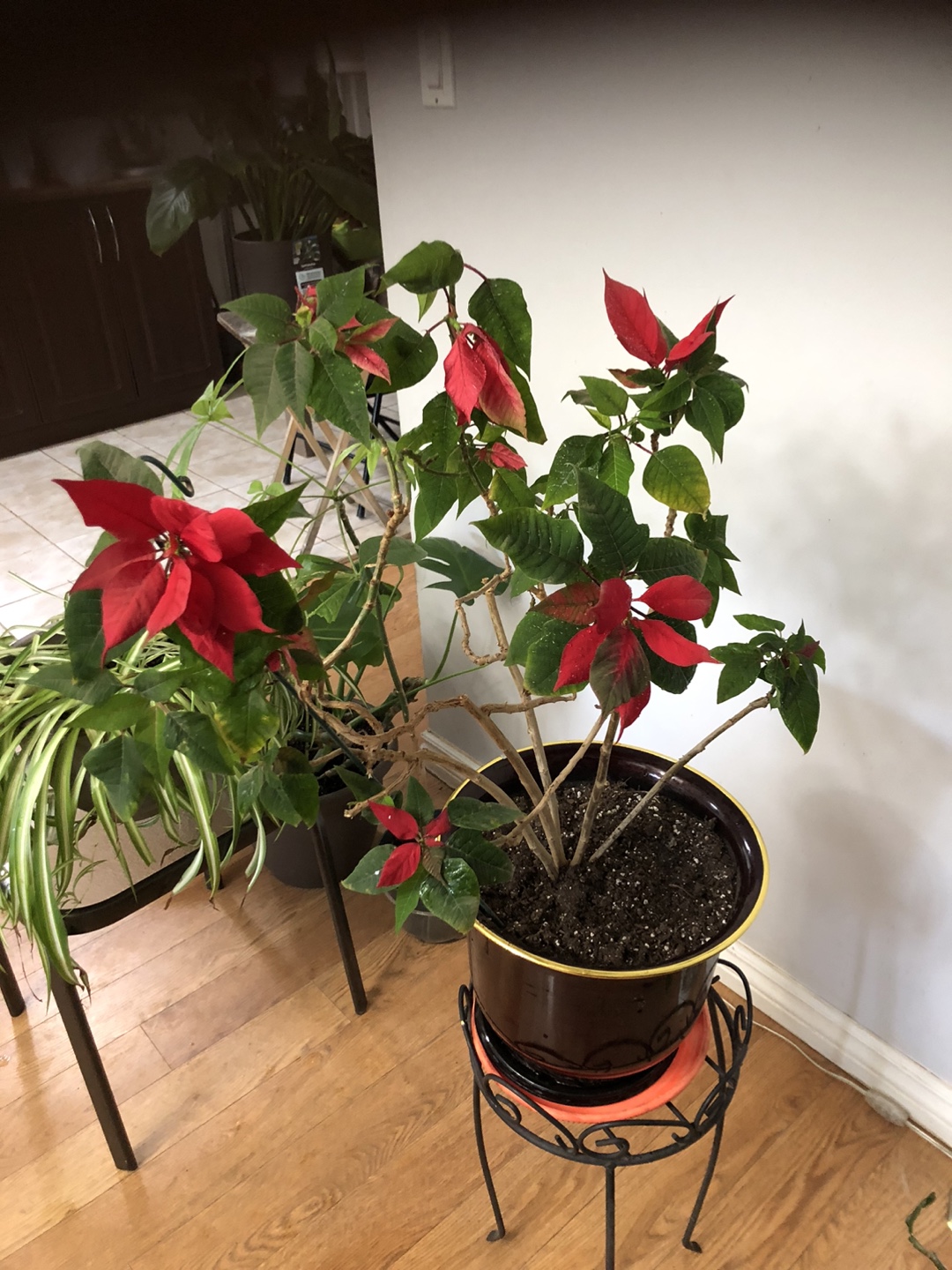 Red Poinsettia Plant in a Decorative Pot - photo 2