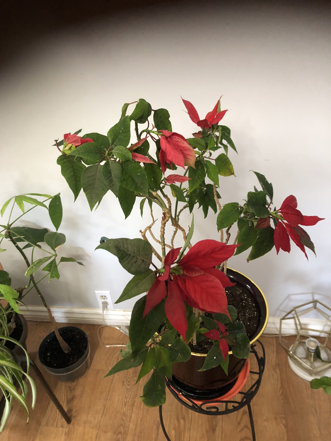 Red Poinsettia Plant in a Decorative Pot