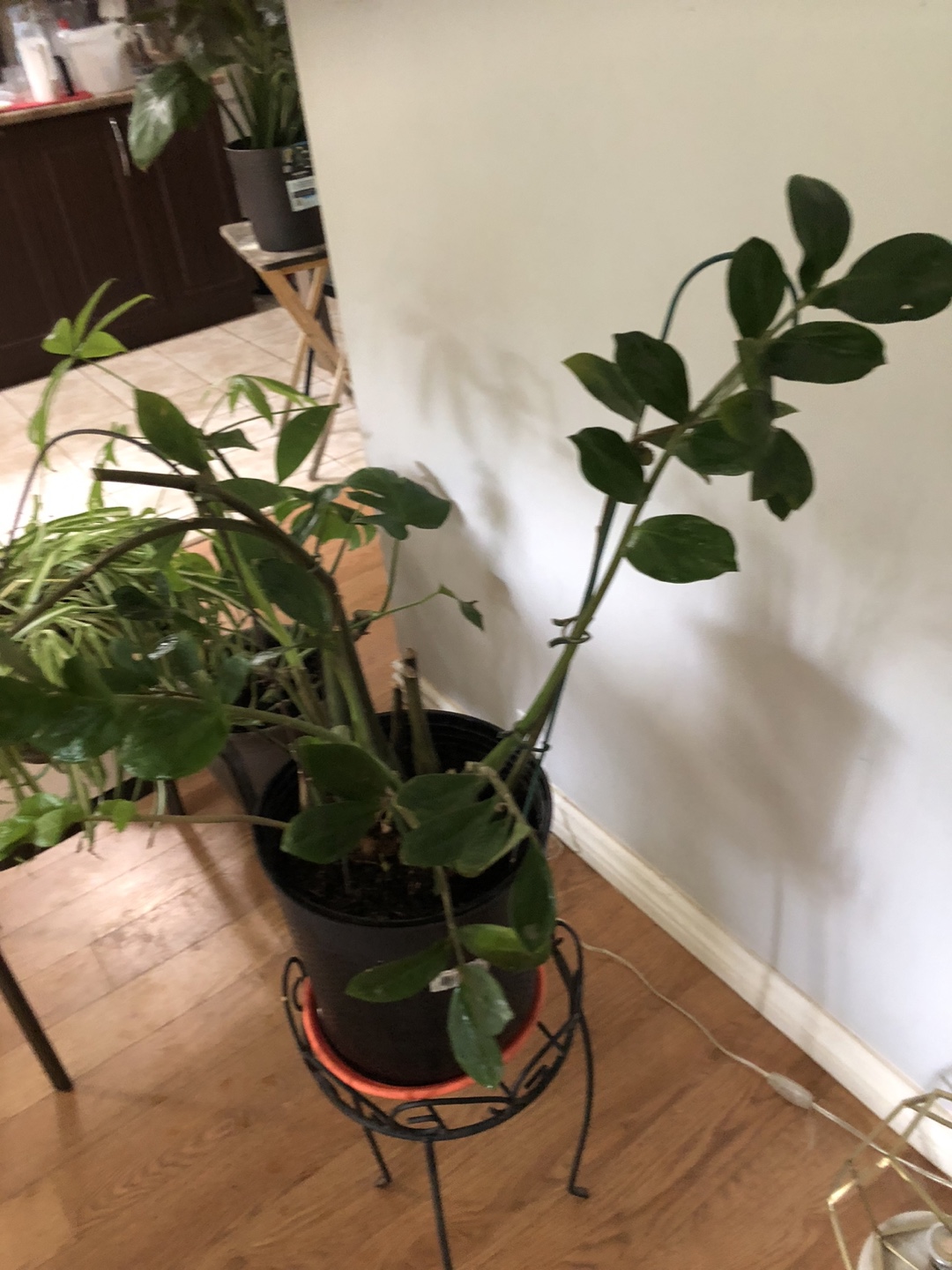 ZZ Houseplant in Decorative Pot