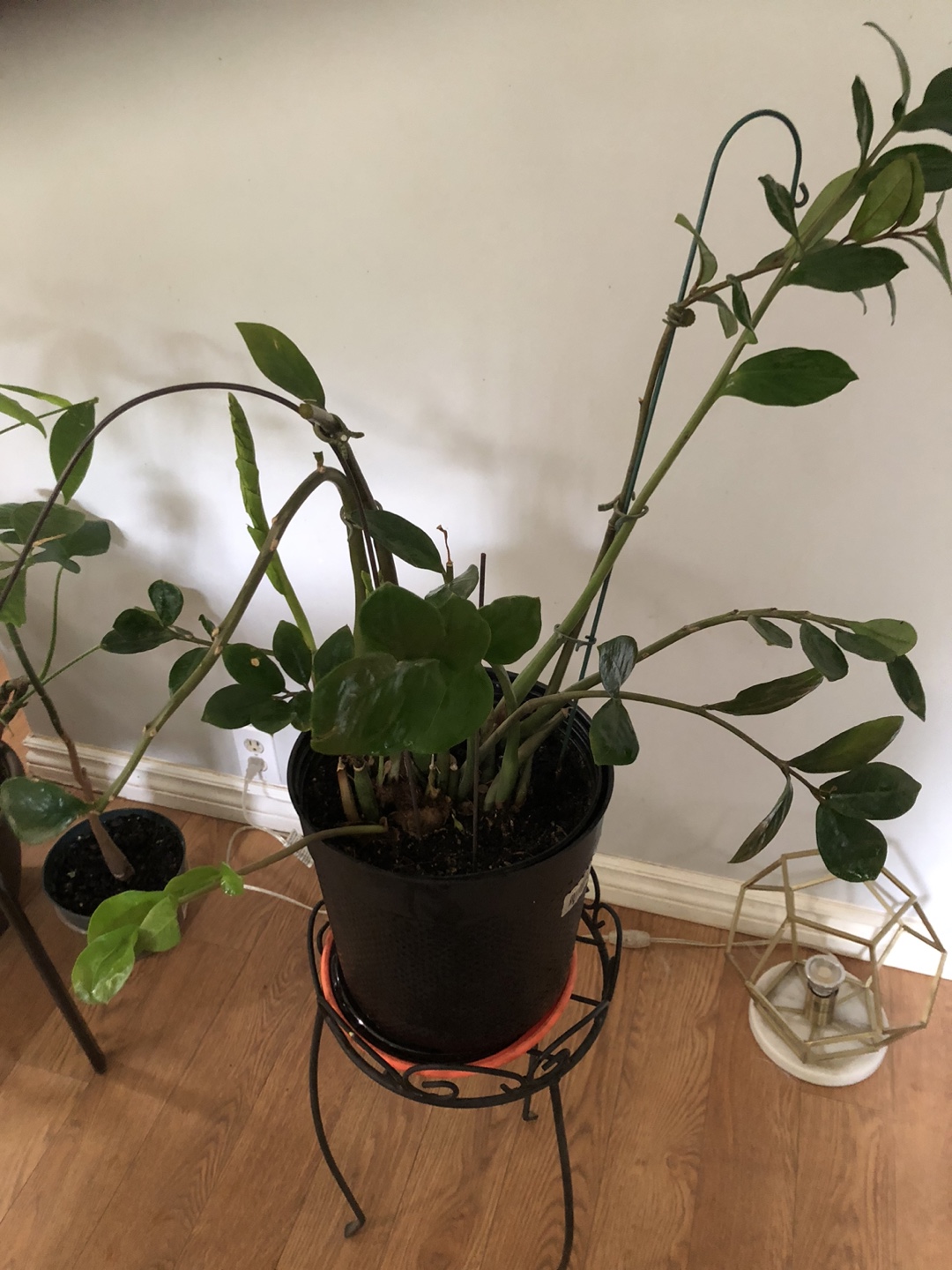 ZZ Houseplant in Decorative Pot - photo 2