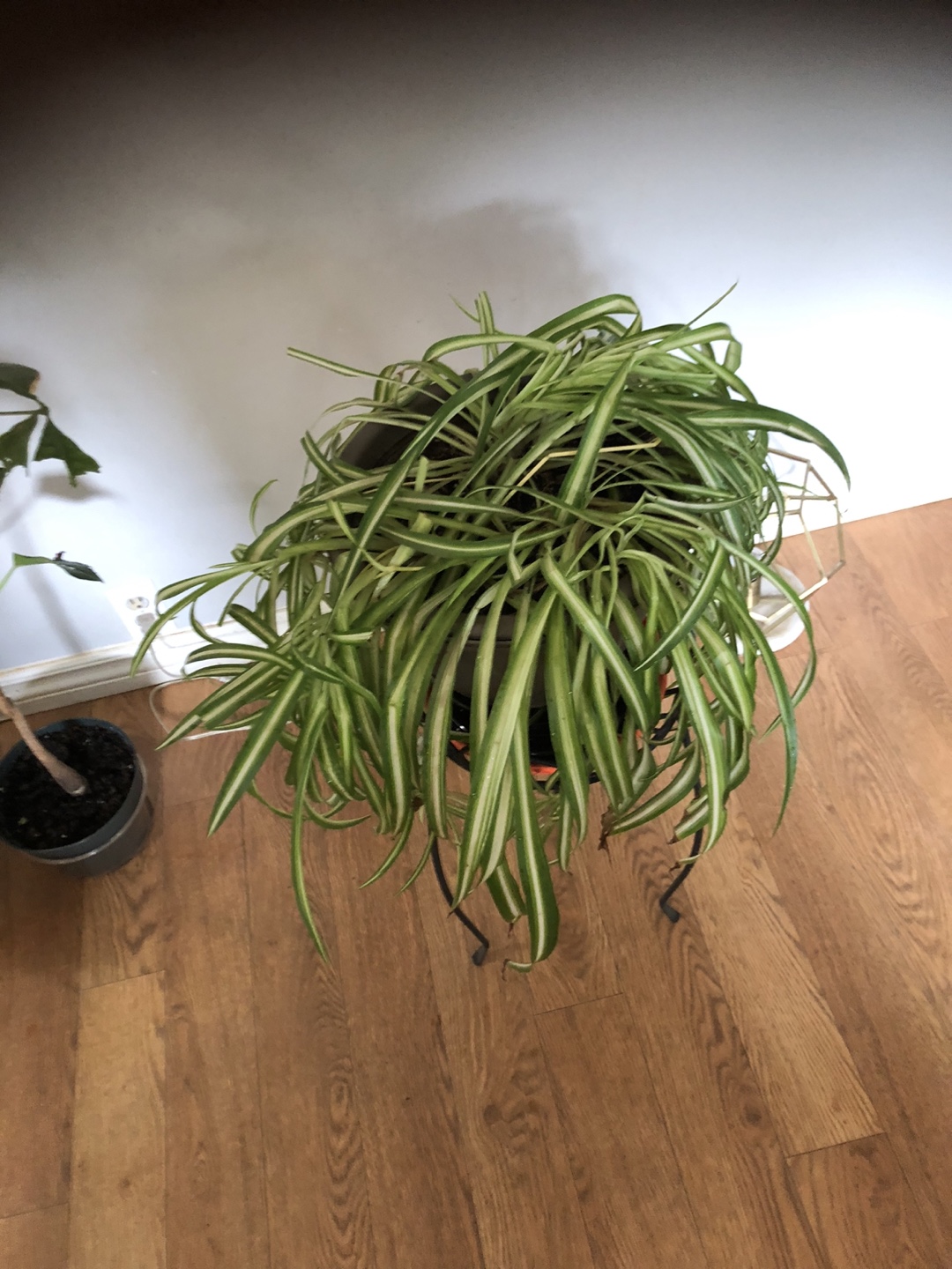 Spider Green houseplant in pot - photo 2