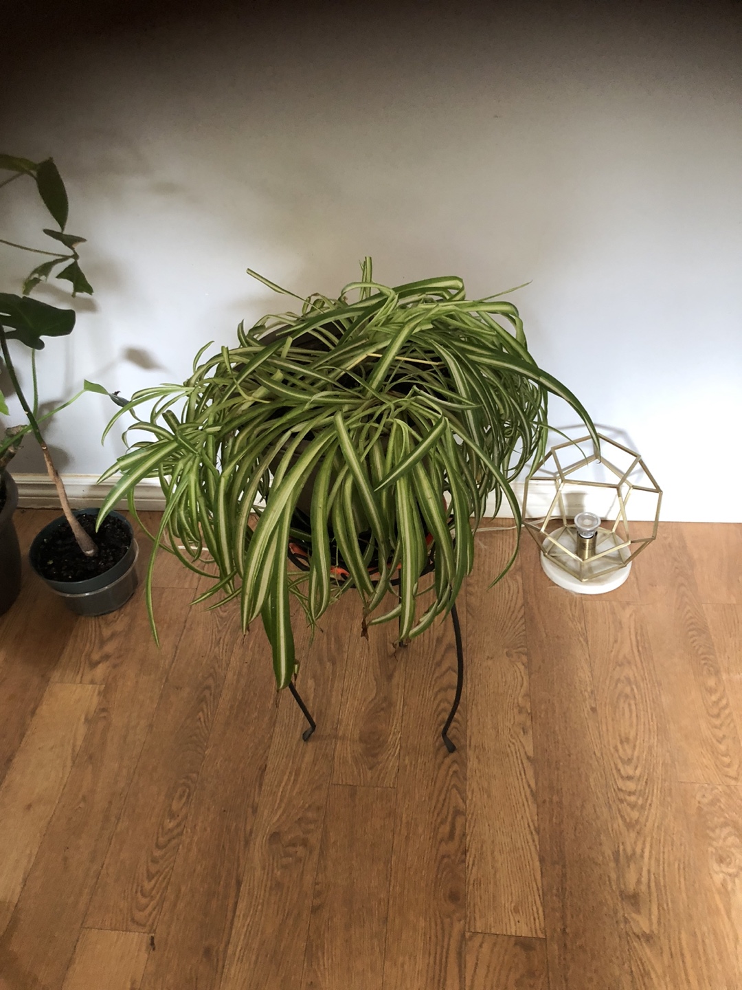 Spider Green houseplant in pot - photo 3