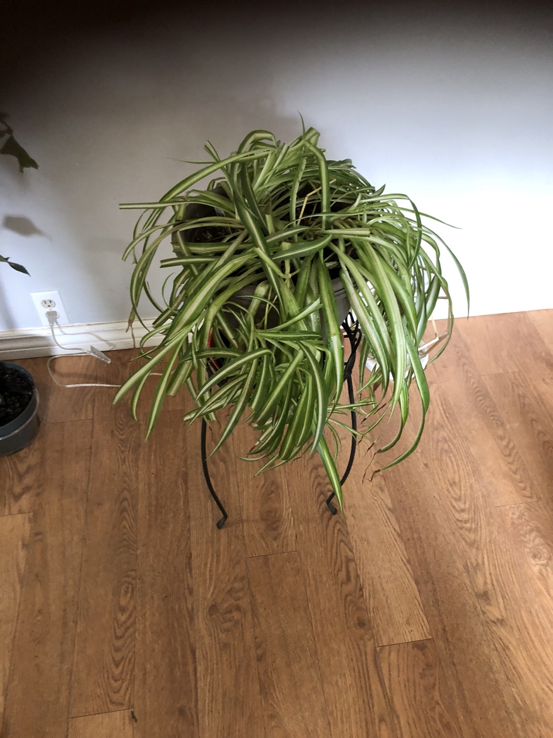 Spider Green houseplant in pot