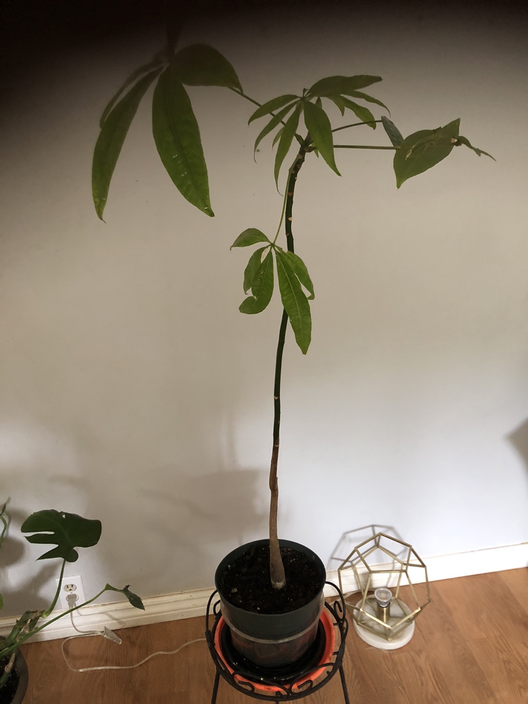 Money Tree houseplant