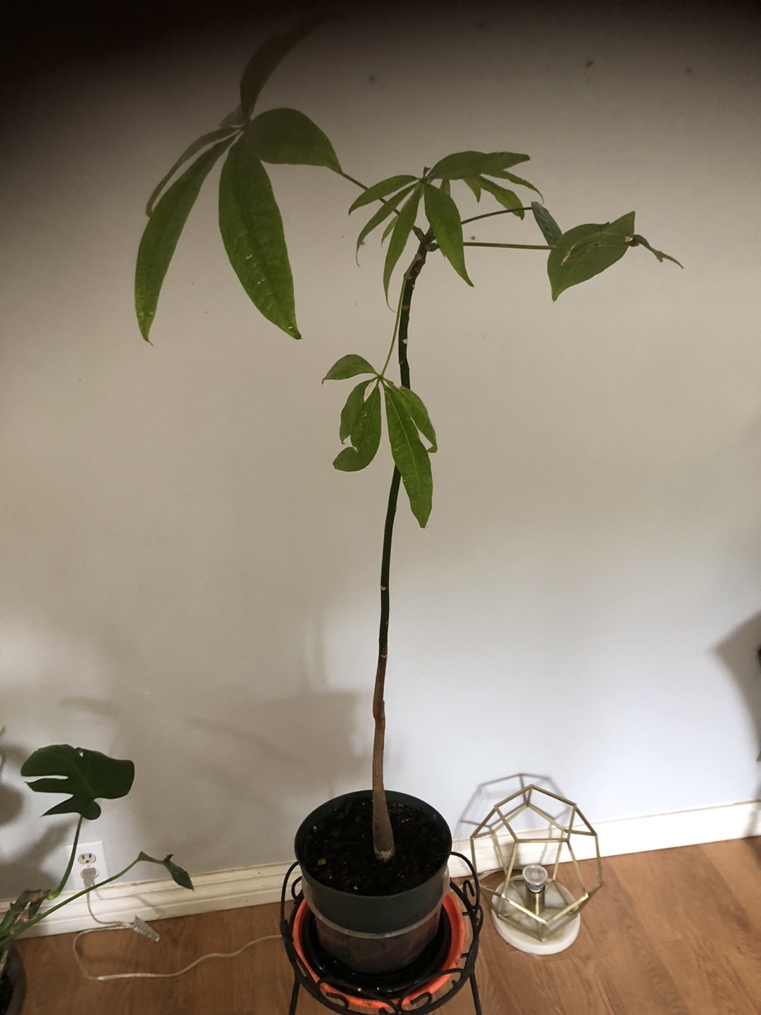 Money Tree houseplant - photo 2