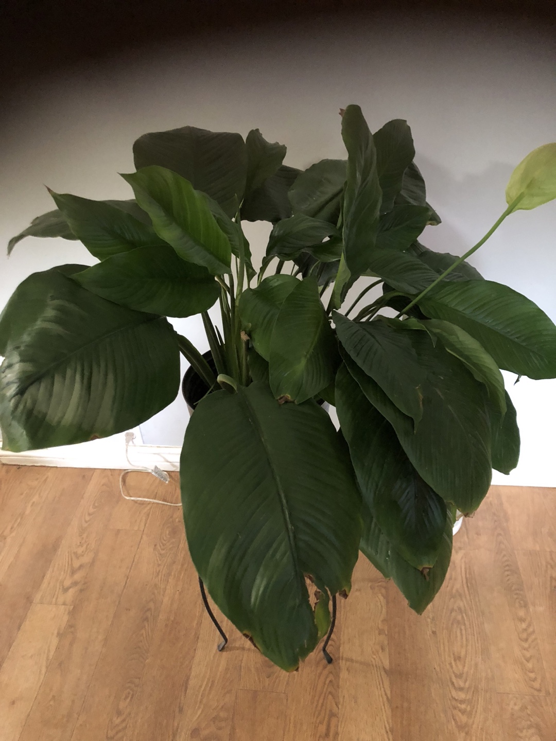 Lily House Plant - photo 3