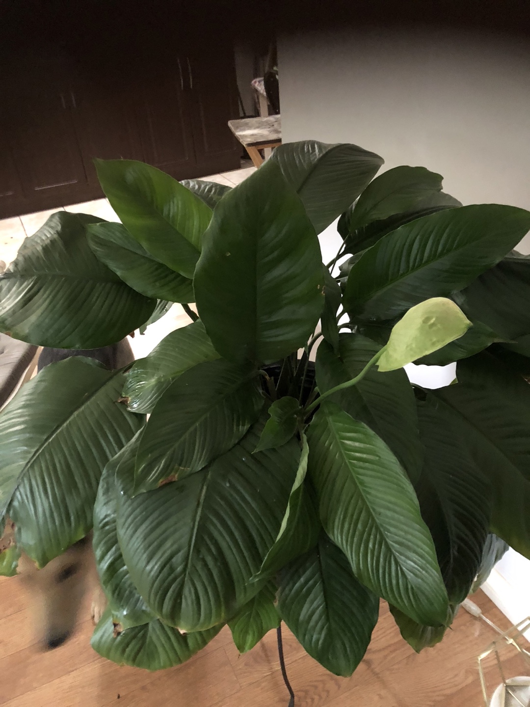 Lily House Plant - photo 2