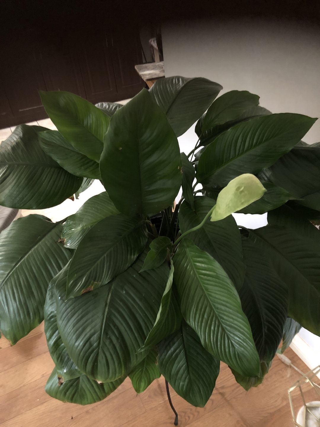 Lily House Plant