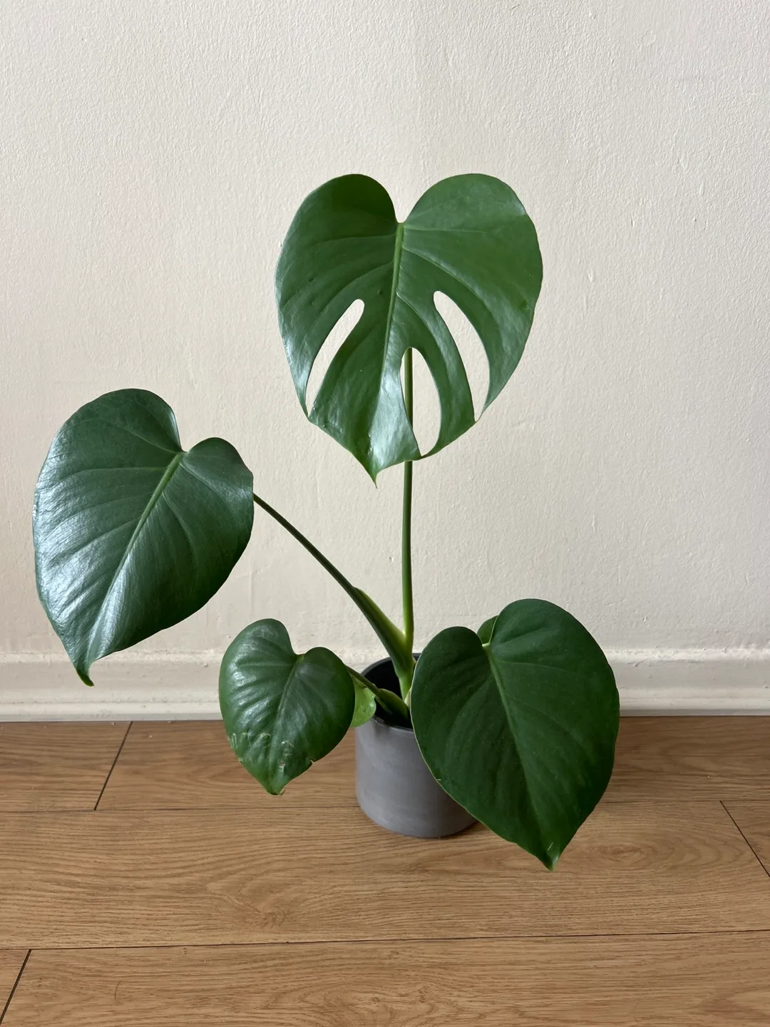 Monstera Plant in a Pot thumbnail