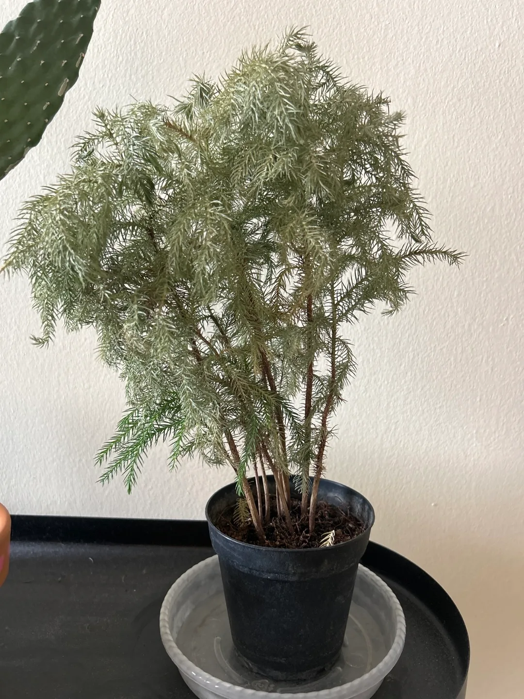 Small fern like plant thumbnail