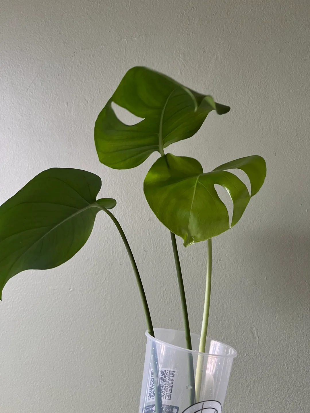Monstera Plant Cutting image indicator(2)