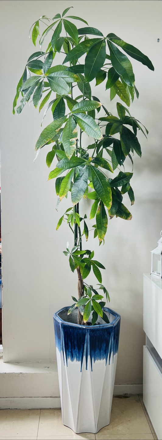 Large Money Tree & Dracaena Plant in matching ceramic pots - photo 2