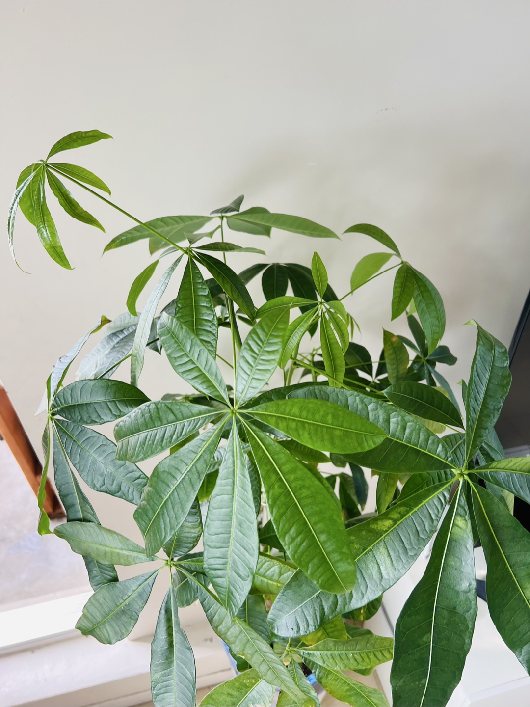 Large Money Tree & Dracaena Plant in matching ceramic pots