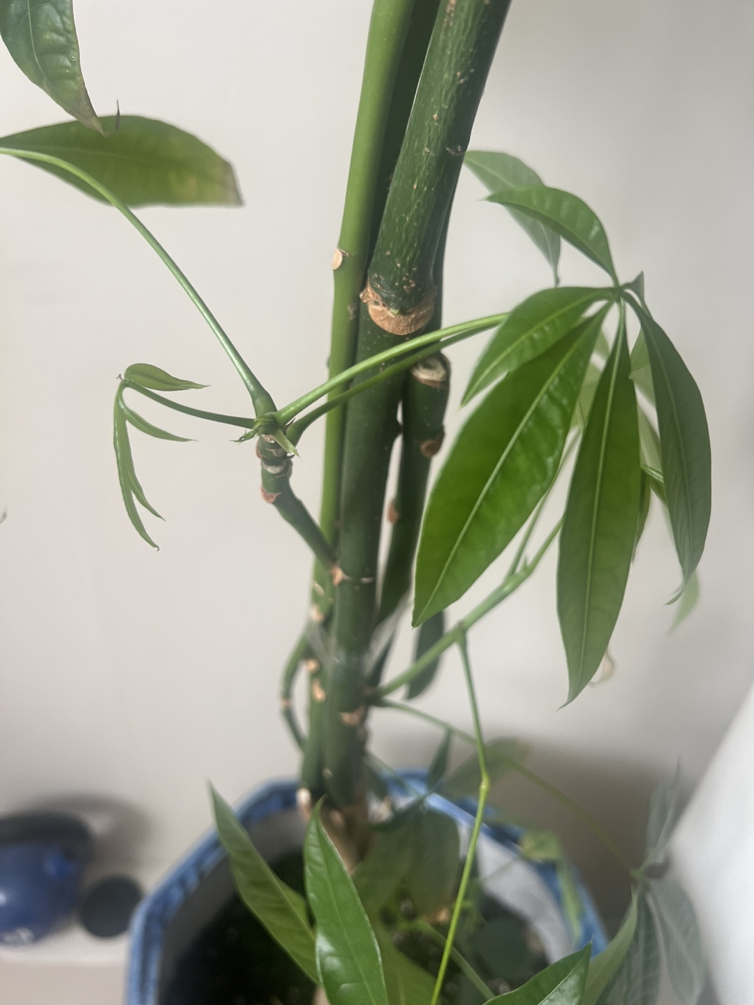 Large Money Tree & Dracaena Plant in matching ceramic pots - photo 4