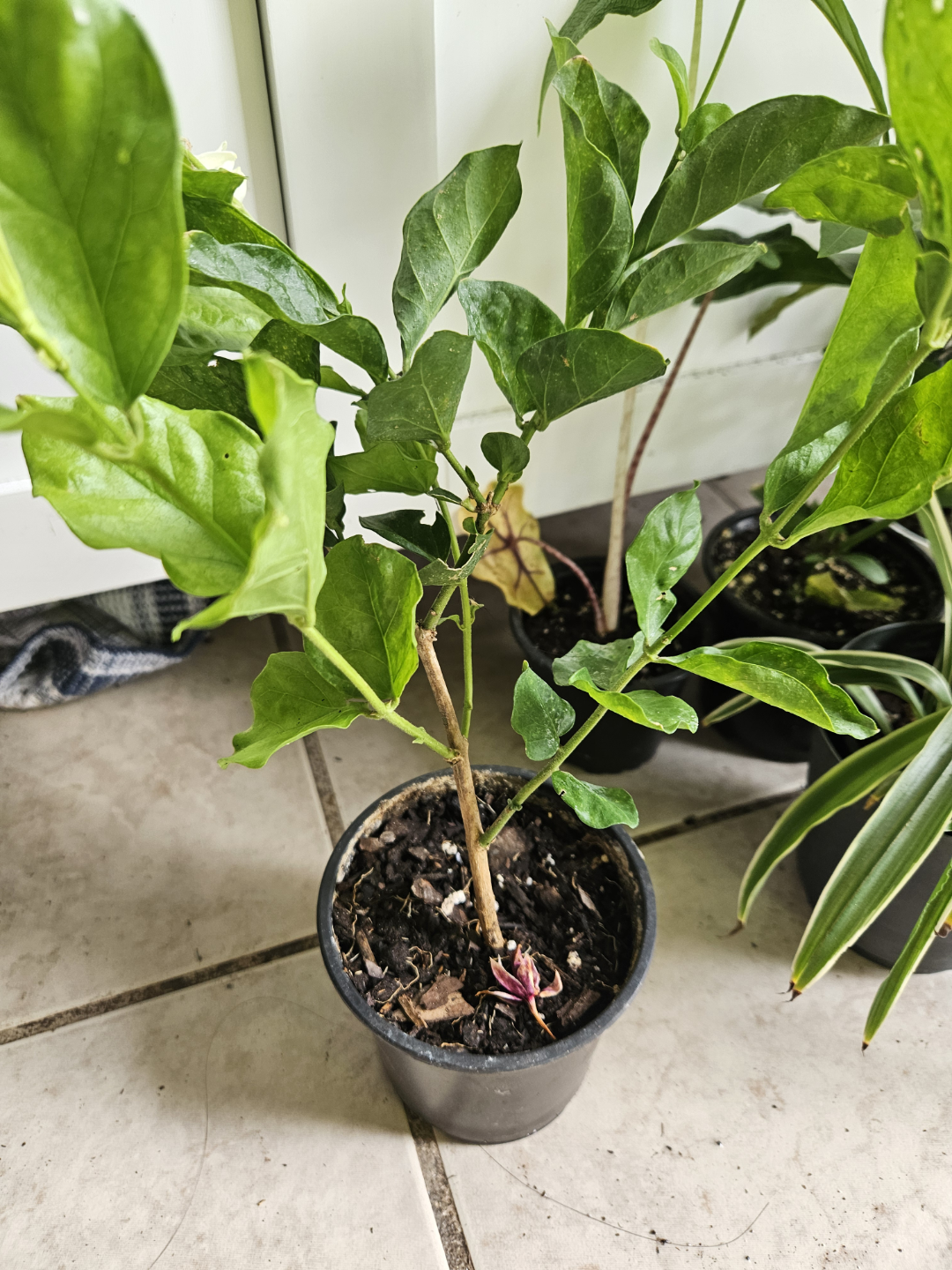 sambac   Jasmine Plant