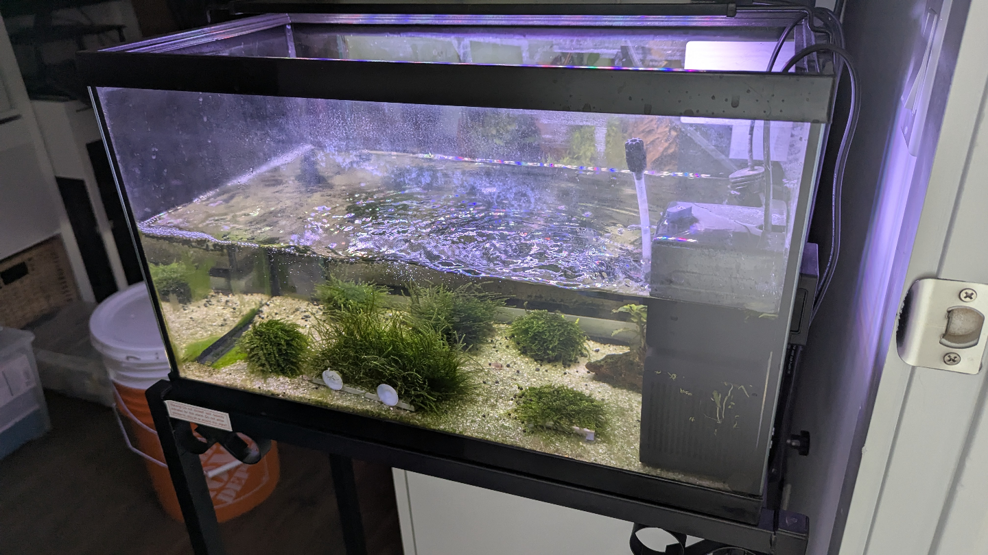 10 gallon fish tank