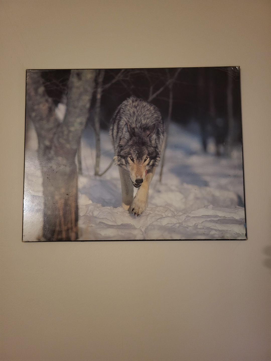 Set of 7 Wolf Prints - photo 3
